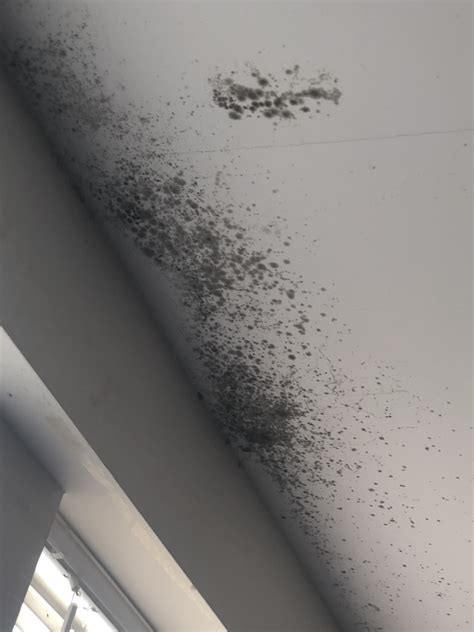 Mold Reports Released at Montana Terrace! Organizing Efforts Continue