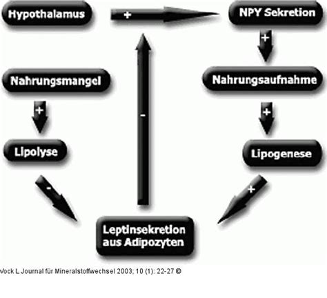 Abbildung 1: Leptin