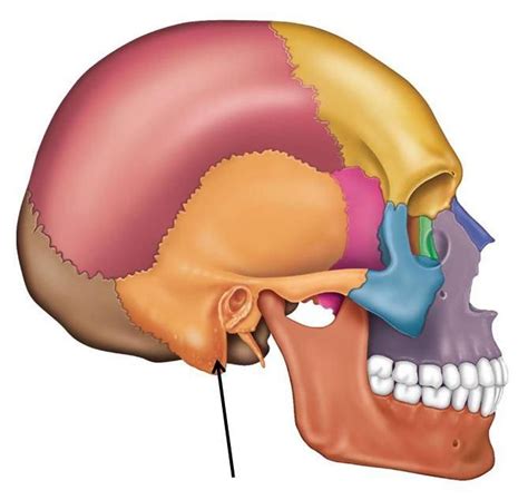 Mastoid Process poster to EAM, and insertion point ECmuscle The mastoid ...