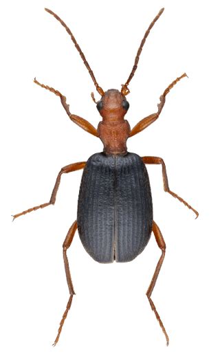 Bombardier Beetle: Identification, Life Cycle, Damage, Treatment, FAQs