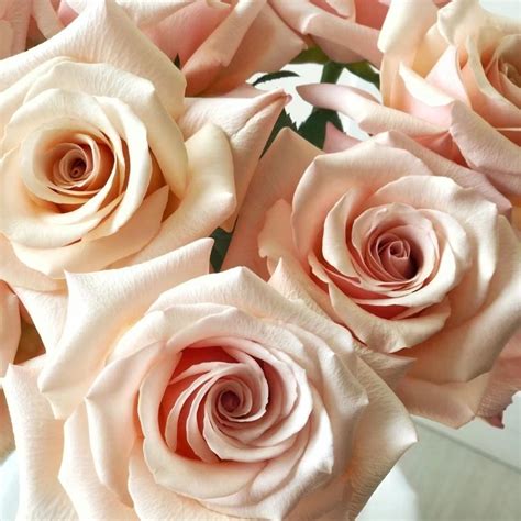 mother  pearl rose love rose