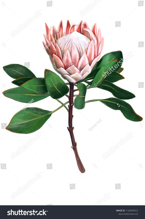 75,777 Australian native Images, Stock Photos & Vectors | Shutterstock