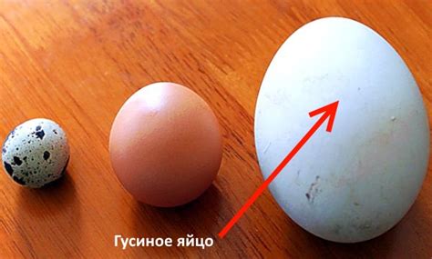 Инкубация гусиных яиц: режим, таблицы и типичные ошибки