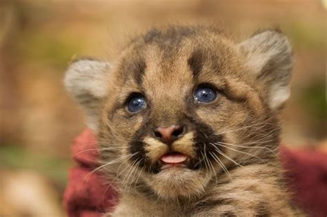 Создать мем "животное пума, puma, пума животное детеныш" - Картинки ...