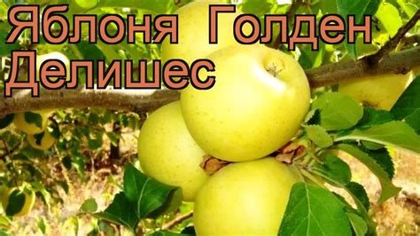 Яблоня гибридный Голден Делишес (malus) 🌿 обзор: как сажать, саженцы ...