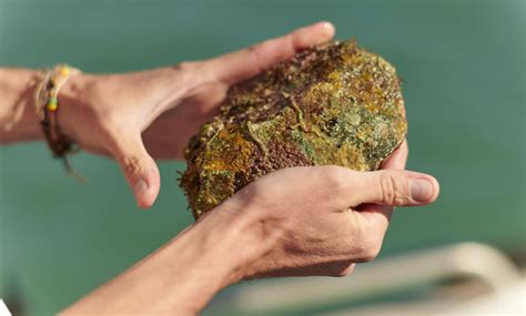 Aboriginal artefacts found at first submerged site - People News | Particle