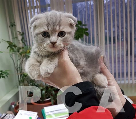 Котята скоттиш-фолд из питомника ГОРДОСТЬ ШОТЛАНДИИ - 28 Ноября 2017 ...