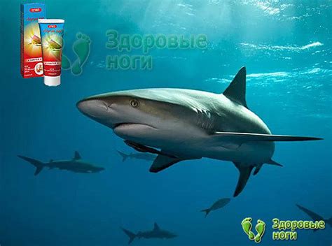 Акулий жир для здоровья ног - полезные свойства и применение. Топ-10 ...