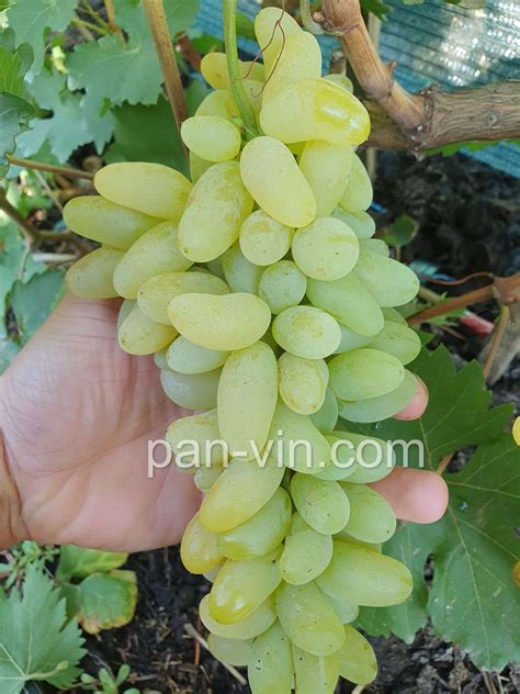 Голд фингер — pan-vin.com