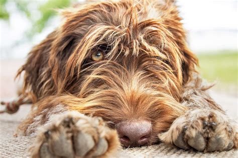 wirehaired pointing griffon furlyfe