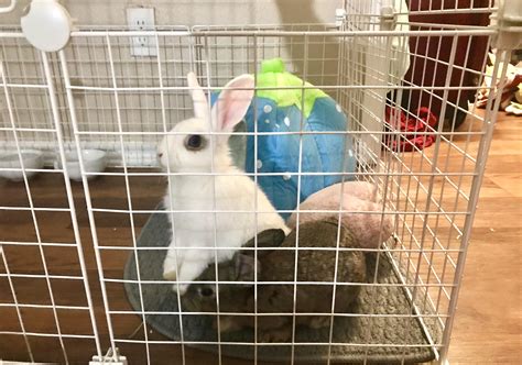 16 best u/maditron images on Pholder | Rabbits, Makeup Addiction and