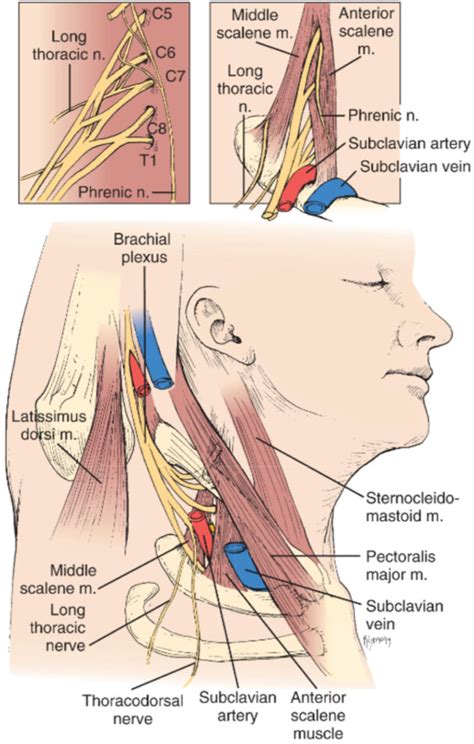 thoracic outlet syndrome   transaxillary approach journal  vascular