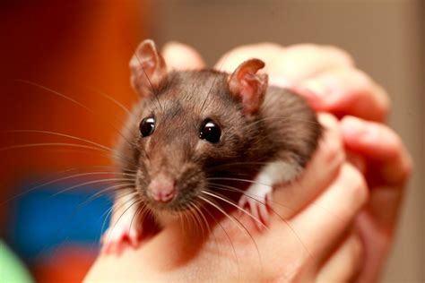 Tener una rata en casa: todo lo que debes de saber antes de hacerlo
