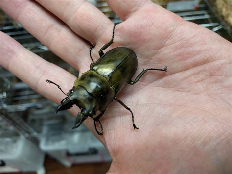 Beetlemania: Japanese collectors pay high prices for big bugs - The