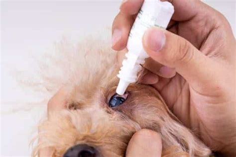 How Much Does Cataract Surgery for a Dog Cost? - PetBudget