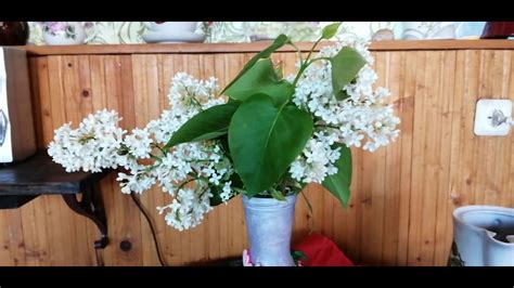 #БЕЛАЯ СИРЕНЬ #ЛЕЧЕБНЫЙ НАСТОЙ# - YouTube
