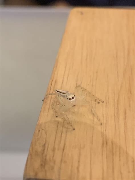 Identifying spiders: I know I’m new here and something may have been