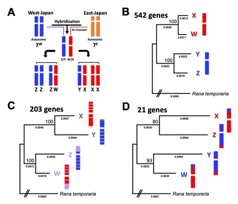 Parallel Evolution of Sex-Linked Genes across XX/XY and ZZ/ZW Sex