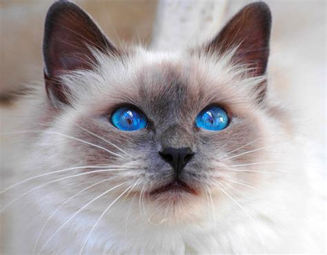 Коты И Их Породы С Фото — Картинки