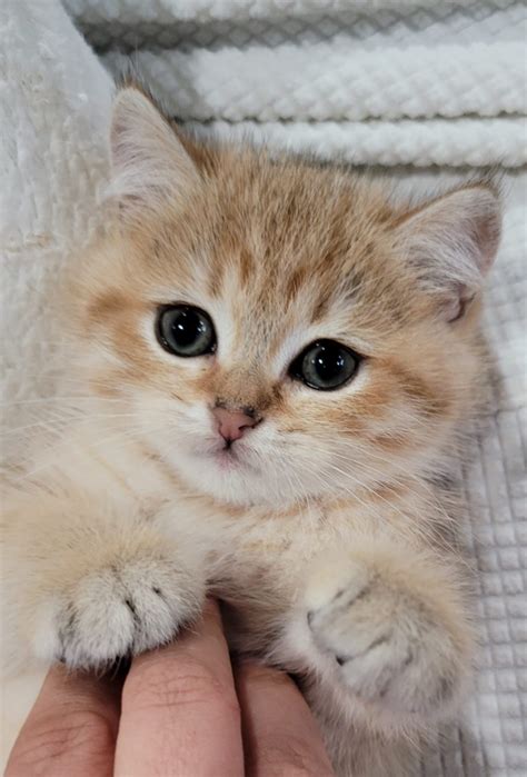 Available kittens - britishkitten.ca