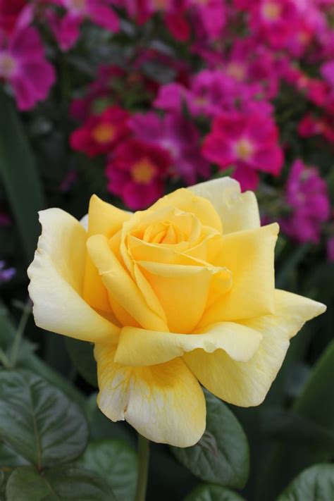Michelangelo Rose, Meilland | Beautiful roses, Beautiful flowers ...