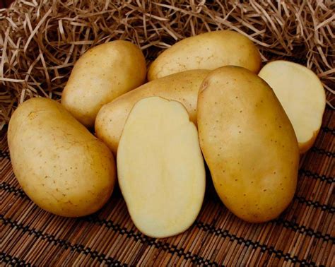 Купить семенной картофель оптом. Заказать семена картофеля на посадку ...