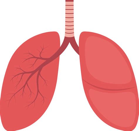 Lungs Clipart