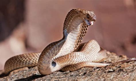 10 Snakes with Neurotoxic Venom - A-Z Animals