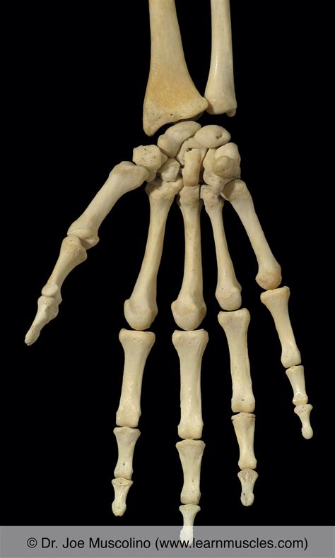Phalanges of the Hand - Learn Muscles