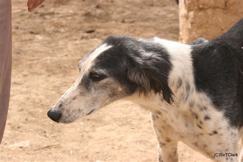 Dogs, Sighthound, HD Wallpaper | Rare Gallery