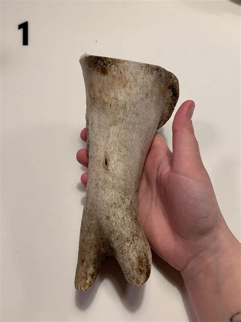 Help identifying these 3 bones? : r/bonecollecting