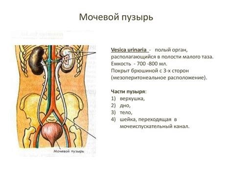 Анатомия и физиология мочевой системы - презентация онлайн