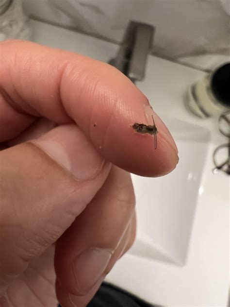 What do shedding hairs look like? : r/HairTransplants