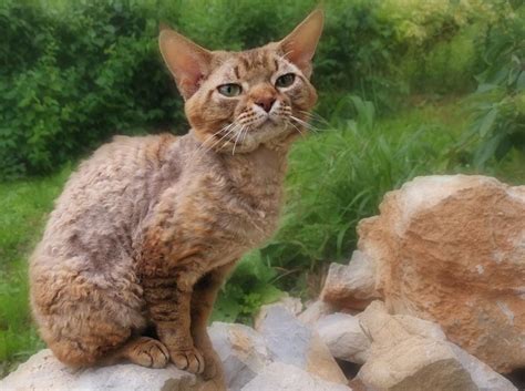 Devon Rex mačke prodajem