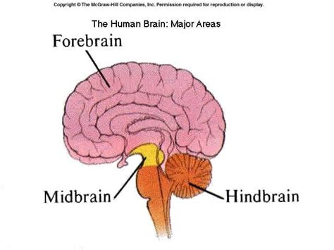 forebrain structures   brain