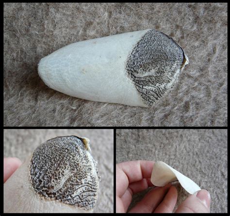 Arapaima Scale by CabinetCuriosities on DeviantArt