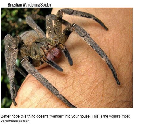 The Deadliest Insects on the Planet (25 pics) - Izismile.com
