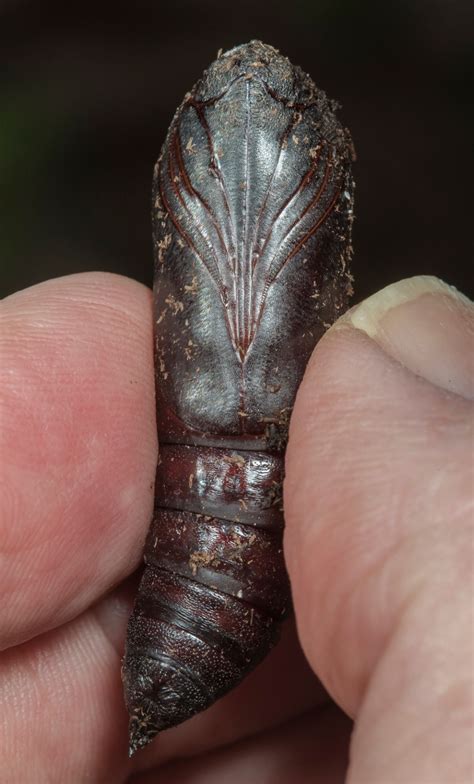 pupa | Roads End Naturalist