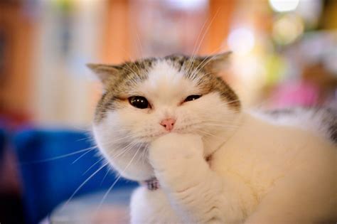 Создать мем "довольный кот картинки, кот эмоции, кошка" - Картинки ...