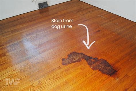 Paw-Ssible Solutions: 5 Proven Ways To Banish Dog Urine Stains From Your Wood Floor