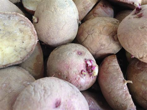 Green-sprouting Potatoes – Pebble and Fern Market Garden