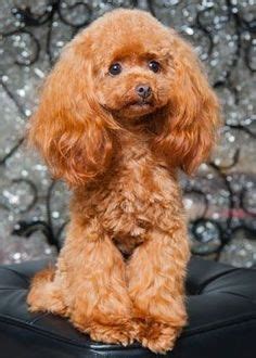 12 Best Toy poodle haircut ideas | poodle, poodle haircut, toy poodle