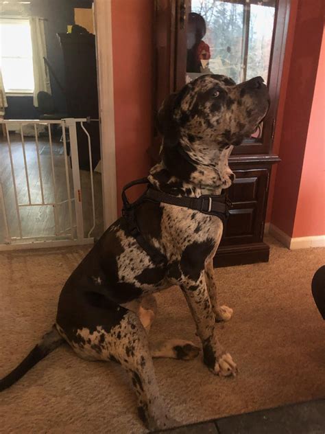 great Dane, English mastiff , and cane corso mix 145 lbs at 10 months