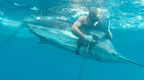 AMAIZING RECORD FOR Blue Marlin 220 Kg - OLD WORLD RECORD SPEARFISHING ...