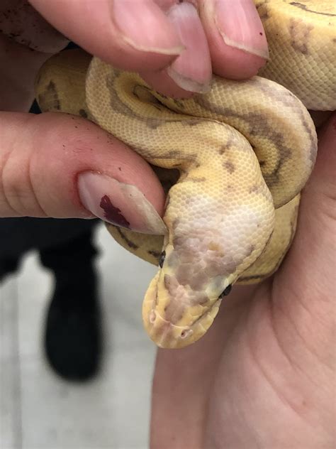 Craigslist find - Ball Pythons - MorphMarket Reptile Community