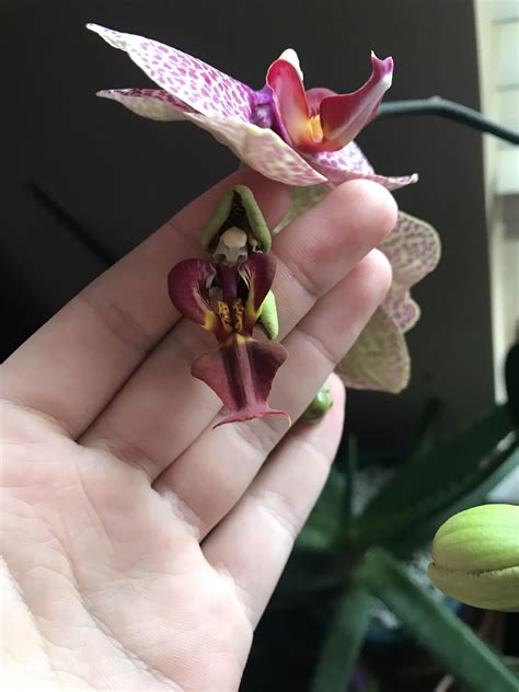Has anyone seen a bloom look/grow like this? : orchids