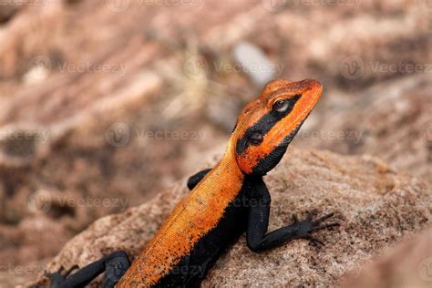 how to catch agama lizard 4
