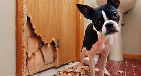 how to get dogs to stop chewing up stuff