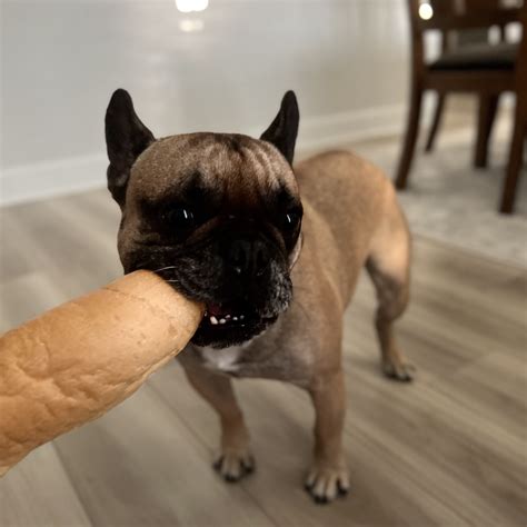 Can French Bulldogs Eat Bread?