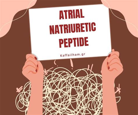 Atrial Natriuretic Peptide Function: What Does ANP Do?